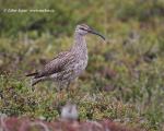 Whimbrel (Numenius phaeopus)