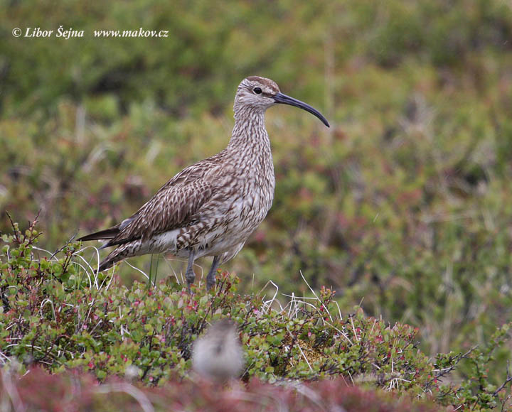 Whimbrel (Numenius phaeopus)
