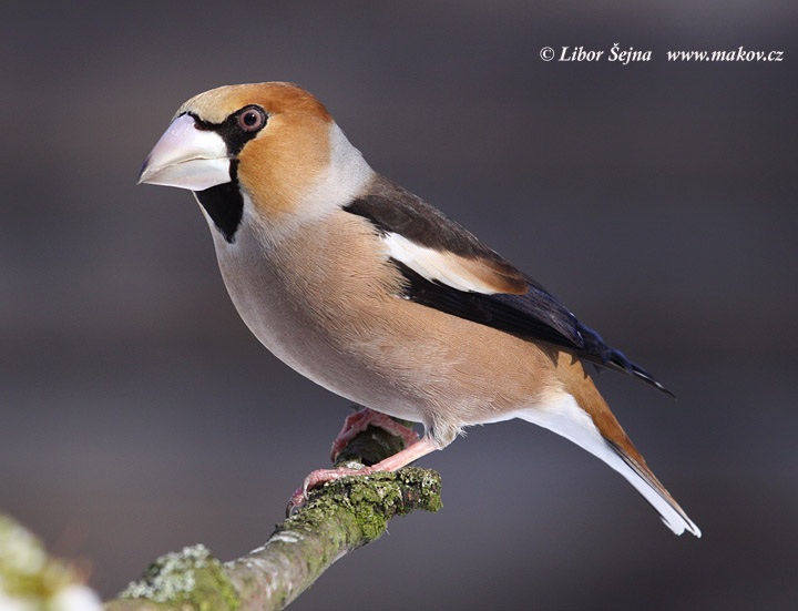 Hawfinch (Coccothraustes coccothraustes)