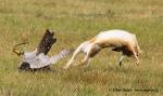 Falconry (Falconry)