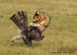 Falconry (Falconry)