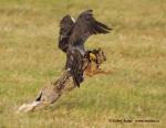 Falconry (Falconry)