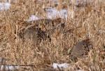 Partridge (Perdix perdix)