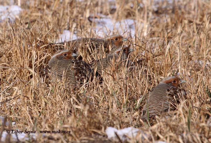 Koroptev polní (Perdix perdix)