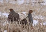 Partridge (Perdix perdix)