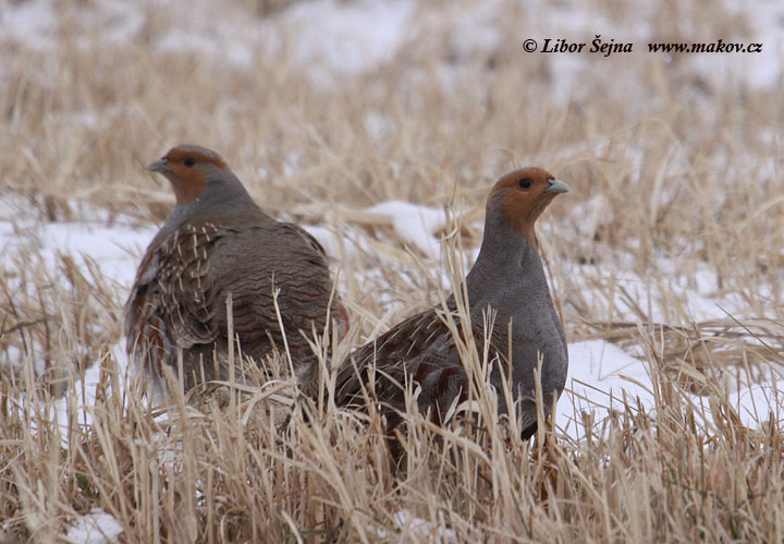 Koroptev polní (Perdix perdix)