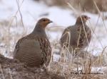Partridge (Perdix perdix)