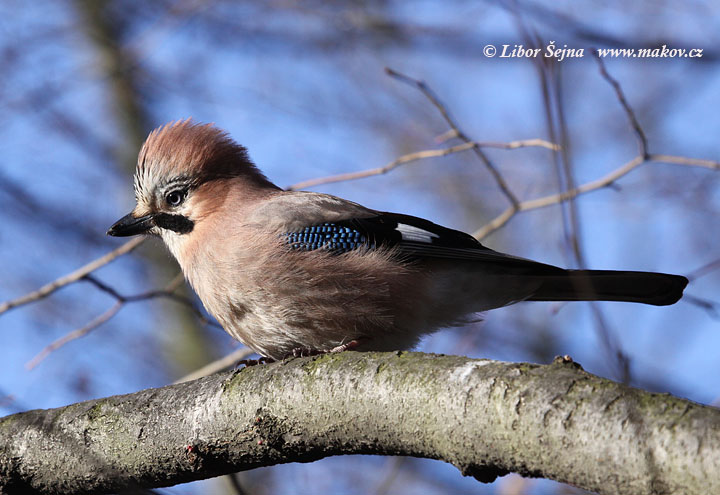 Sojka obecná (Garrulus glandaris)
