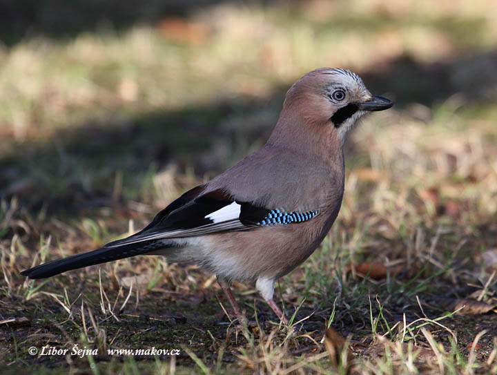Sojka obecná (Garrulus glandaris)