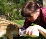 Receiving and release of animals  (Receiving and release of animals )