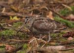Woodcock (Scolopax rusticola)