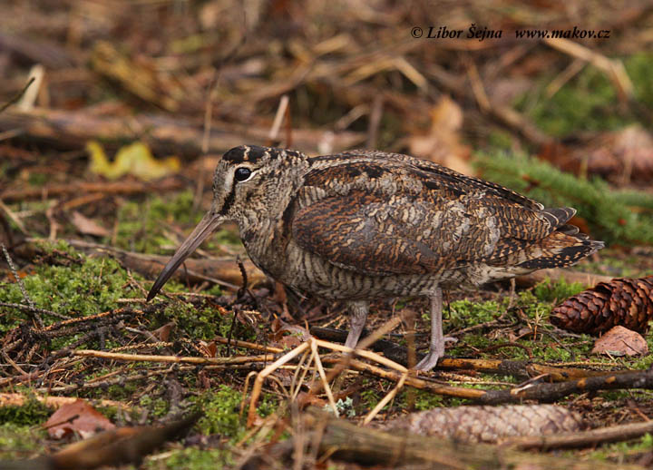 Woodcock (Scolopax rusticola)