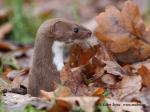 Least Weasel (Mustela nivalis)