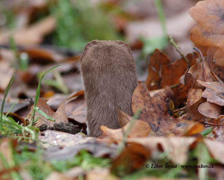 Lasice kolčava (Mustela nivalis)