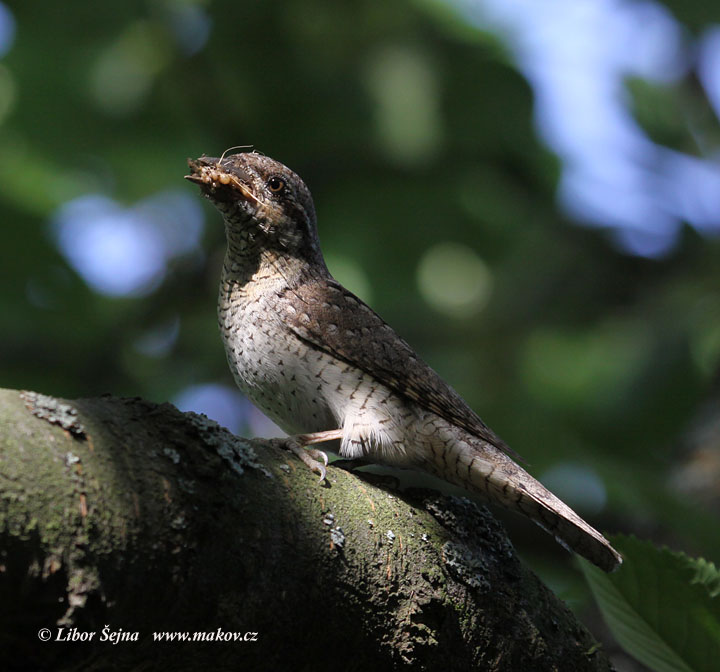 Krutihlav obecný (Jynx torquilla)